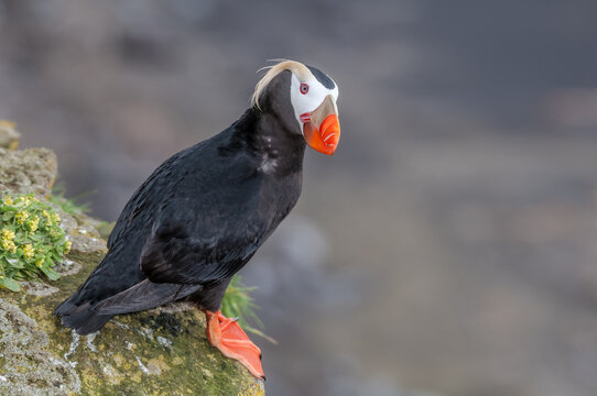Tufted Puffin (Fratercula cirrhata) at St. George Island, Pribilof Islands, Alaska, USA