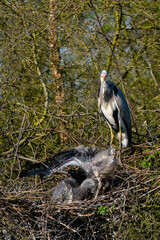 Ein Graureiher und sein Nachwuchs am Nest
