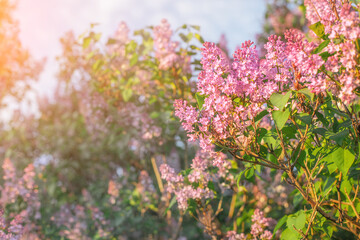 Lilac flowers in bloom in park with sunset light