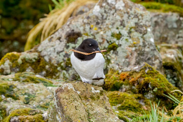 Dovekie (Alle alle) at Least Auklet colony in St. George Island, Alaska, USA