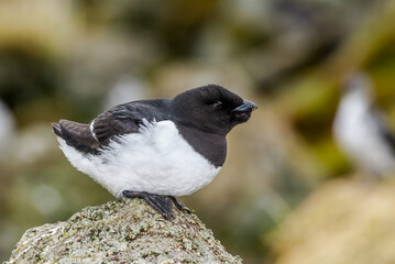Dovekie (Alle alle) at Least Auklet colony in St. George Island, Alaska, USA