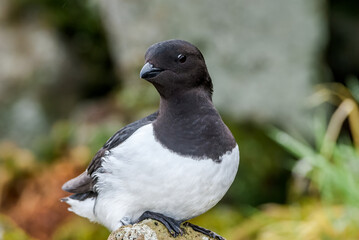 Dovekie (Alle alle) at Least Auklet colony in St. George Island, Alaska, USA