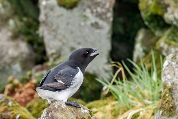 Dovekie (Alle alle) at Least Auklet colony in St. George Island, Alaska, USA