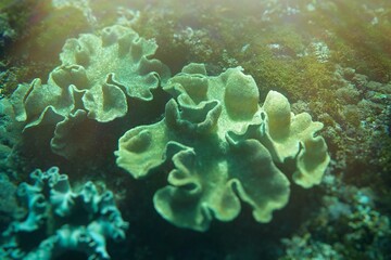 Underwater life on the beaches of Nusa Penida, indonesia - April 9th, 2019