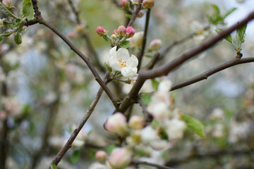 Blooming apple tree in spring. Beautiful branch of blossoming apple tree. Closeup of apple tree flowers.
