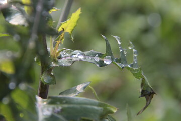 Regentropfen auf einem Blatt