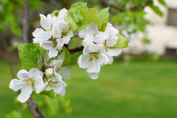 Blooming apple tree in spring. Beautiful branch of blossoming apple tree. Closeup of apple tree flowers.
