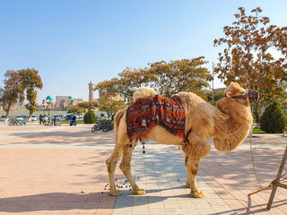 Central Asia. Uzbekistan, Bukhara city Ancient architecture