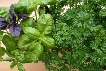 Fresh aromatic plants and herbs: red rubin basil and green basil, with parsley