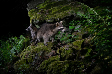 Northern raccoon in beautiful nature habitat