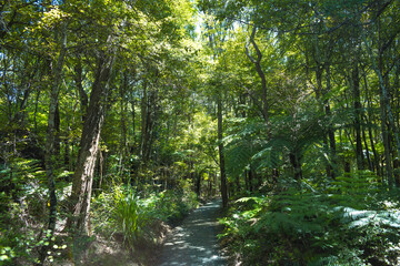 Naklejka na ściany i meble Walkways to Mokoroa Waterfalls, Auckland New Zealand; Bush Walk at Regional Park regional 