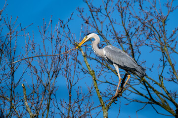 Ein Graureiher mit einem Zweig im Schnabel