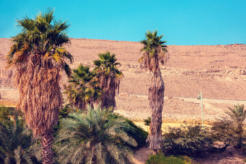 Palm trees. Oasis in the desert. Nature landscape. Ein Gedi, Israel