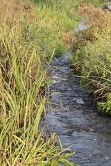 Bachlauf der Isenach