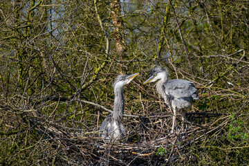Graureiher Nachwuchs in seinem Nest