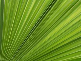 Abstract background of palm leaves close-up with transmitted light