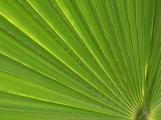 Abstract background of palm leaves close-up with transmitted light