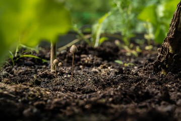 small mushrooms in an orchard