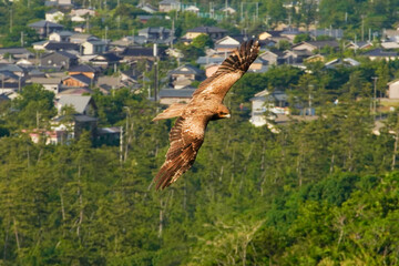 上空高く獲物を狙うトンビ
