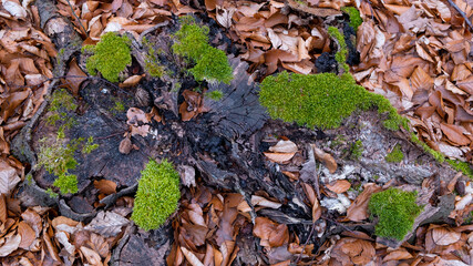 Naklejka premium Waldboden Baumstumpen, Moos und Laub