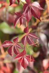 Herbstlicher Farbenrausch