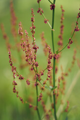 Red strings of flowers in the Alps.