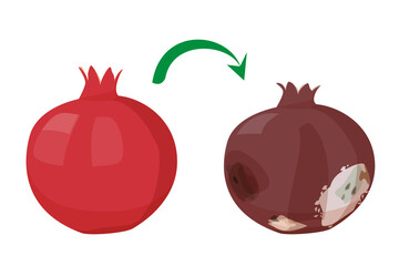 Fresh juicy pomegranate becomes bad. Rotten pomegranate vector isolated. Poisonous fruit, food waste. Damaged, bruised product with mold on it.