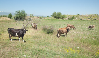 Cows in the pasture. Summer time