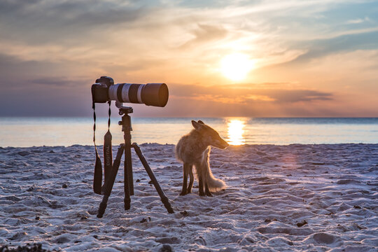 fuchs am meer