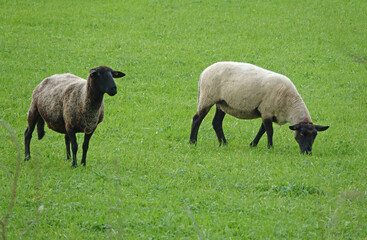 Naklejka premium Schafe auf einer Weide