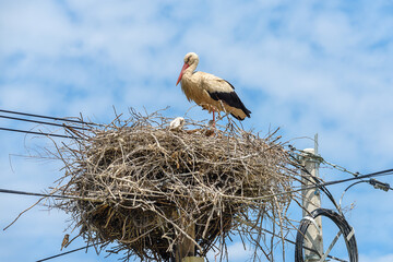 Above view on one female white big stork in nest