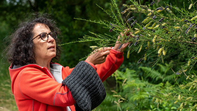 Mature Woman Picking Berries In Hedge