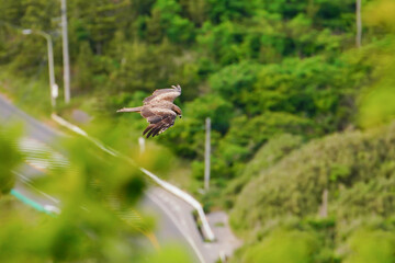 上空高く獲物を狙うトンビ