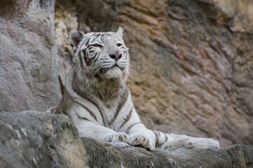 Beautiful white tiger in the zoo