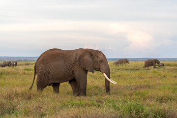 Naklejka na ściany i meble Safari in Kenya. Elephant family in Masai Mara Park