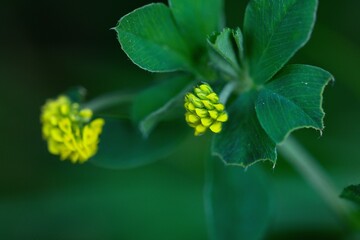 Detail of a flower in the garden