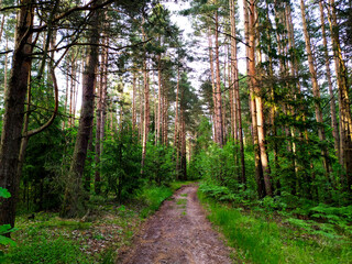 A path through a natural forest of pine trees illuminated by sunlight through the foliage.