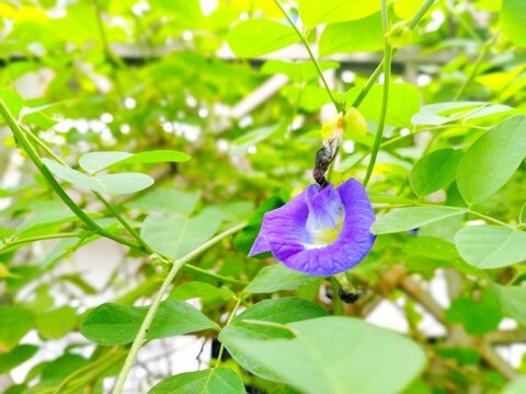Best Blue Color gurden flowers.