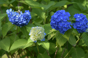 紫陽花の花