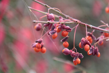 Pfaffenhut - Fruchtstand