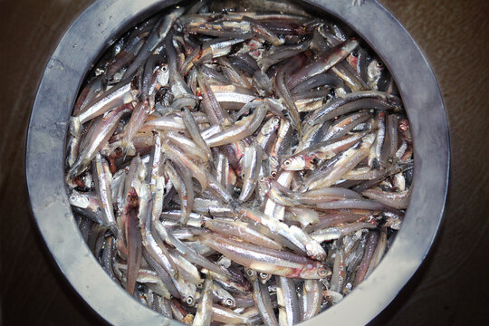 A lot of small fish in a vessel