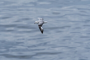 Southern Fulmar (Fulmarus glacialoides) in South Atlantic Ocean, Southern Ocean, Antarctica