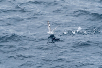 Southern Fulmar (Fulmarus glacialoides) in South Atlantic Ocean, Southern Ocean, Antarctica