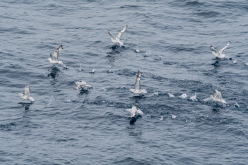 Southern Fulmar (Fulmarus glacialoides) in South Atlantic Ocean, Southern Ocean, Antarctica