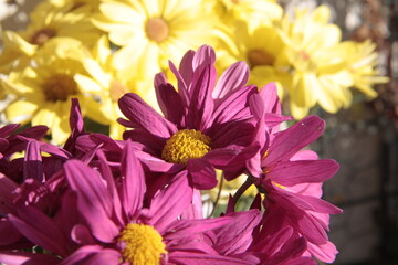 Farbenrausch des Sommers