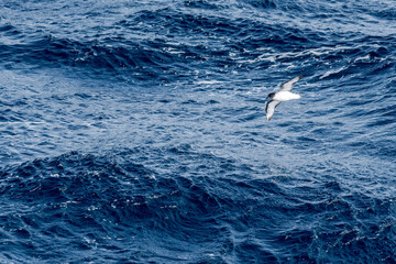 Cape Petrel (Daption capense) in South Atlantic Ocean, Southern Ocean, Antarctica