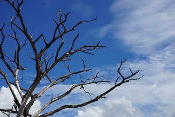  Evening sky clouds and branches sunlight