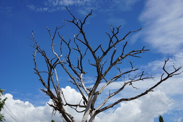  Evening sky clouds and branches sunlight