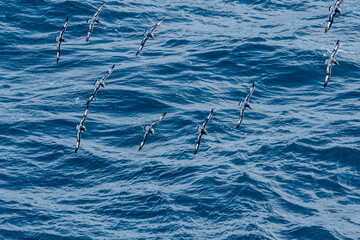 Cape Petrel (Daption capense) in South Atlantic Ocean, Southern Ocean, Antarctica