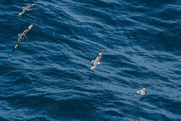 Obraz premium Cape Petrel (Daption capense) in South Atlantic Ocean, Southern Ocean, Antarctica